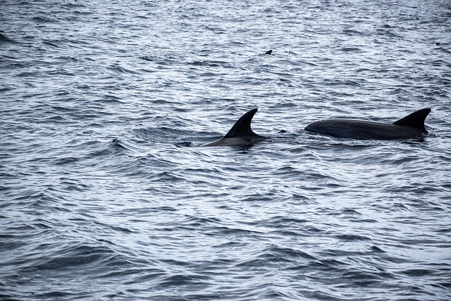 Dolphin swimming near the shore at Butlers Beach Yorke Peninsula