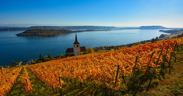 Vineyards on Korčula Island, Croatia with a historic town in the distance